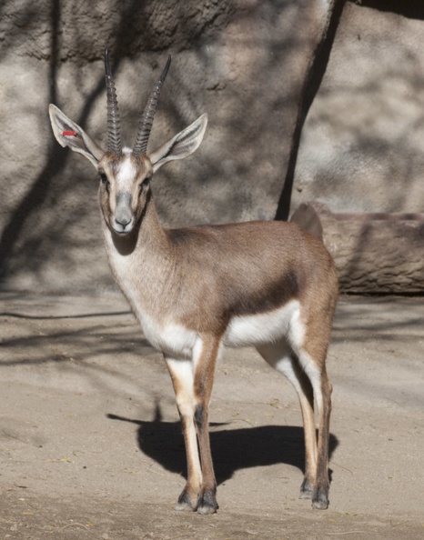 321-2080 San Diego Zoo- Cuvier_s Gazelle.jpg